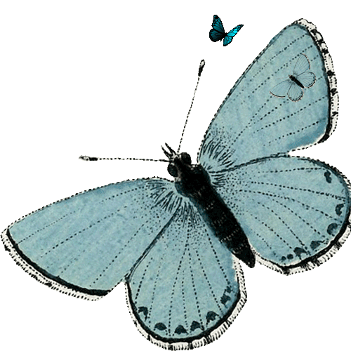 Blue Butterflies